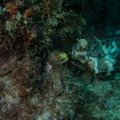 沈められた「リアル・ノーチラス」―4万人の名を刻み深海へ、海を守る存在として10年間、「現在の姿」は【LoL】